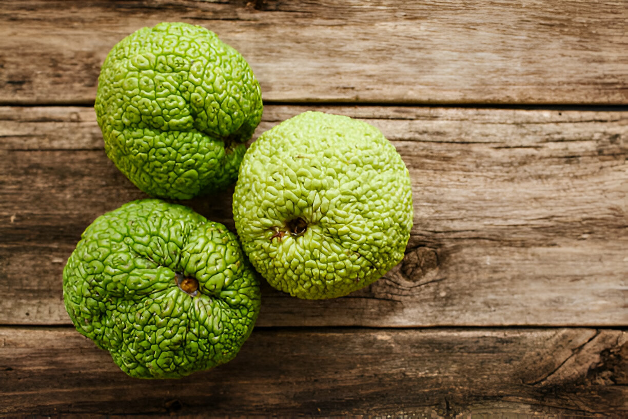 hedge apples and cancer featured image
