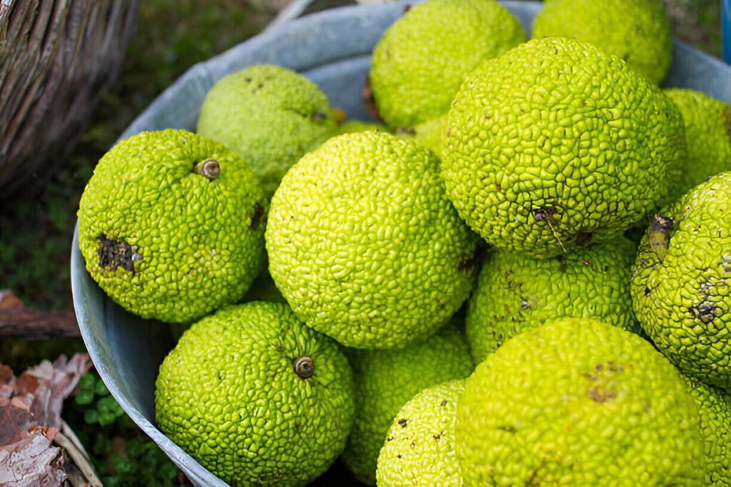 hedge apples and cancer 02